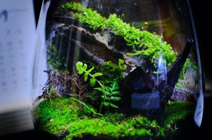 Terrarium